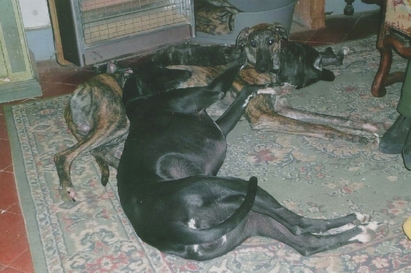 De Bassora - Greyhound - Portée née le 09/11/2011
